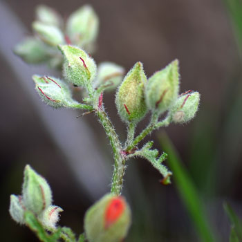 Sphaeralcea ambigua, Desert Globemallow